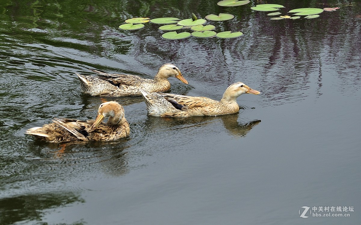 【视觉光影】荷塘鸭趣