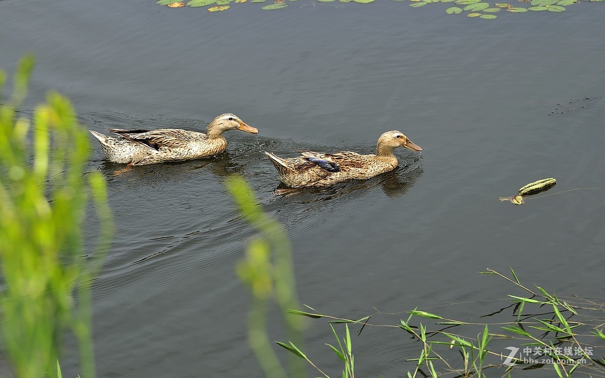 【视觉光影】荷塘鸭趣