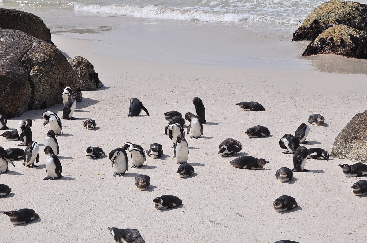 南方日之旅（七）企鹅湾