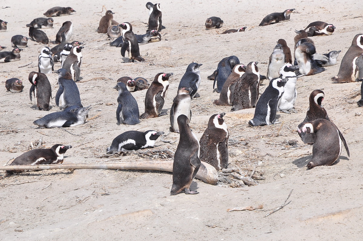 南方日之旅（七）企鹅湾