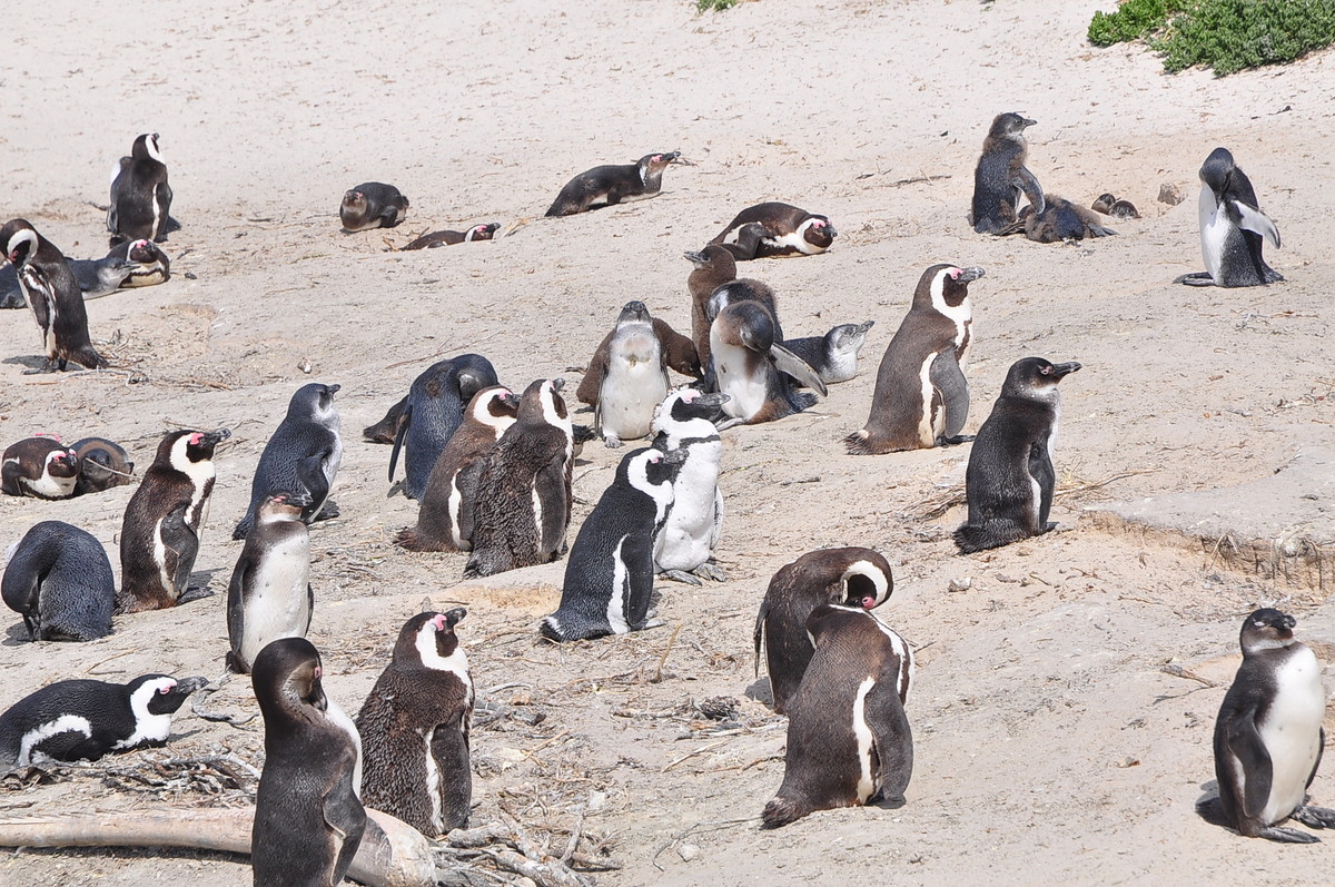 南方日之旅（七）企鹅湾