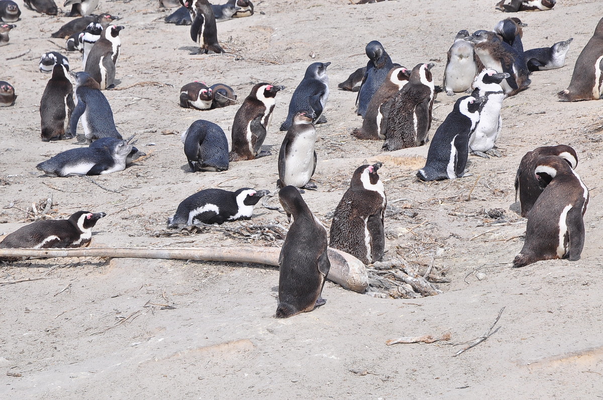 南方日之旅（七）企鹅湾