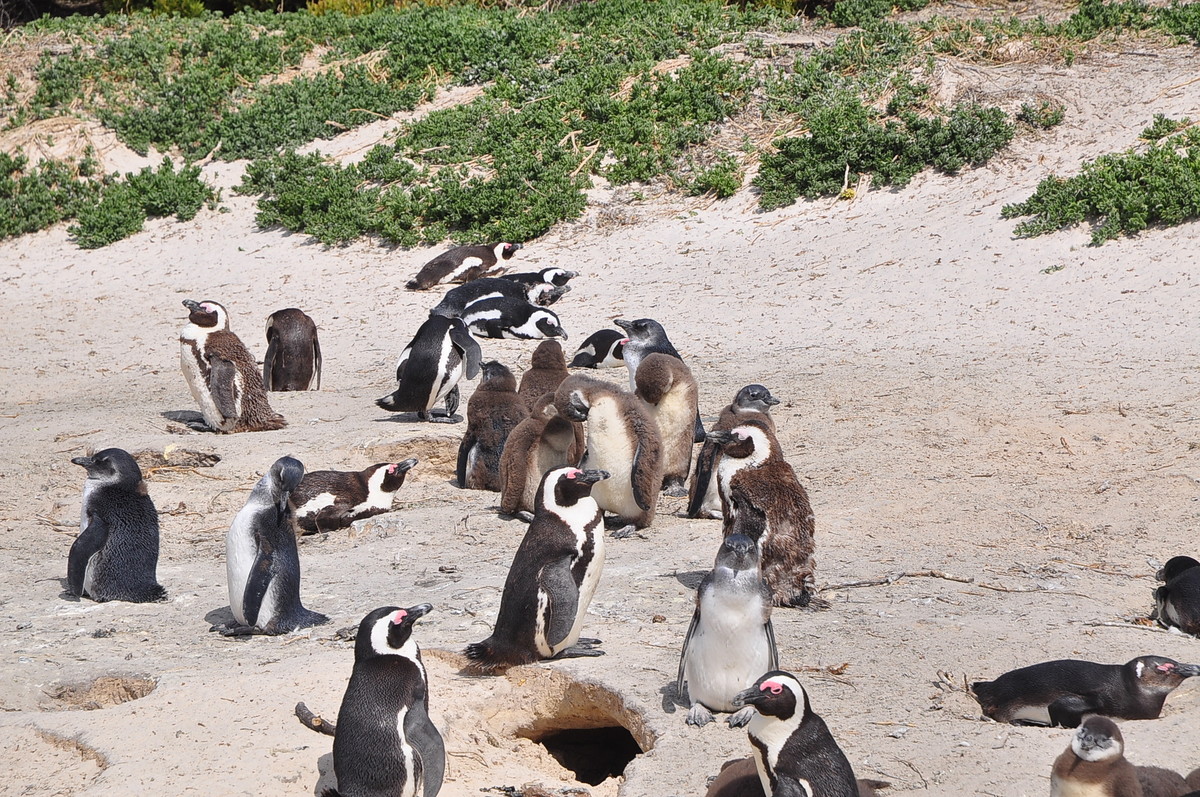 南方日之旅（七）企鹅湾
