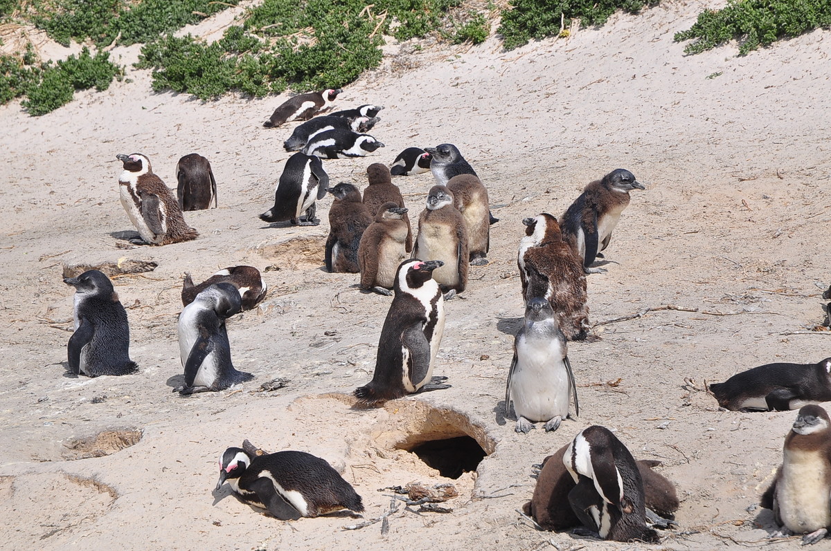 南方日之旅（七）企鹅湾