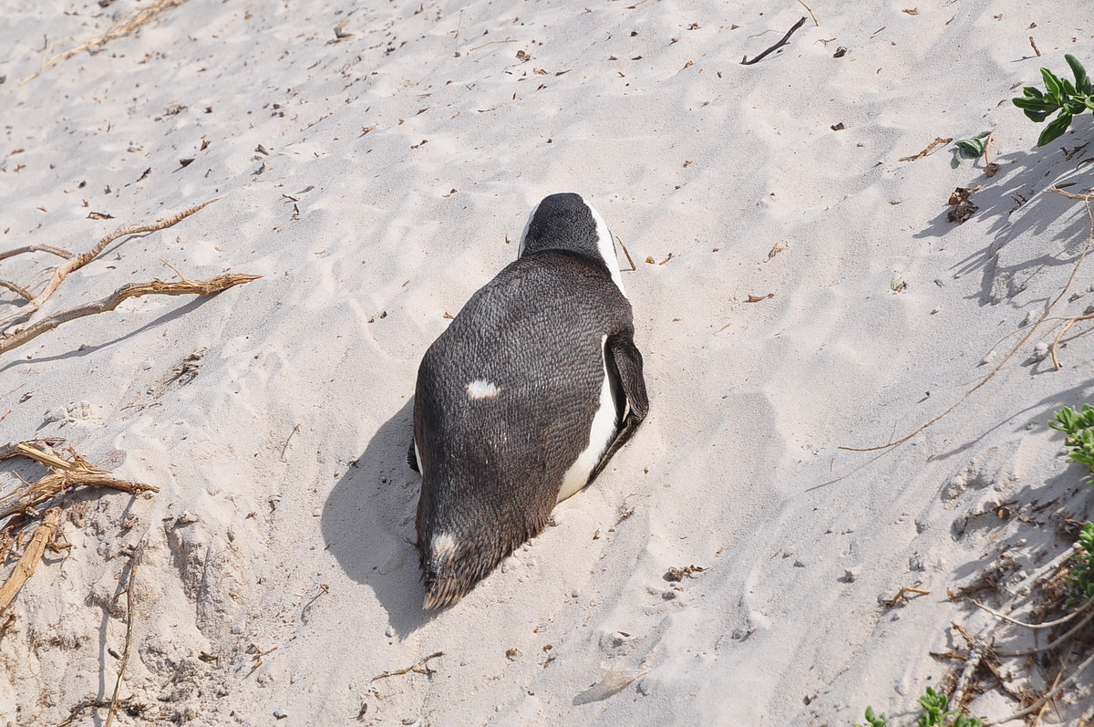 南方日之旅（七）企鹅湾