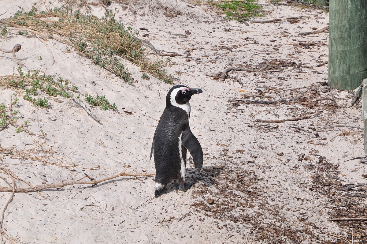 南方日之旅（七）企鹅湾