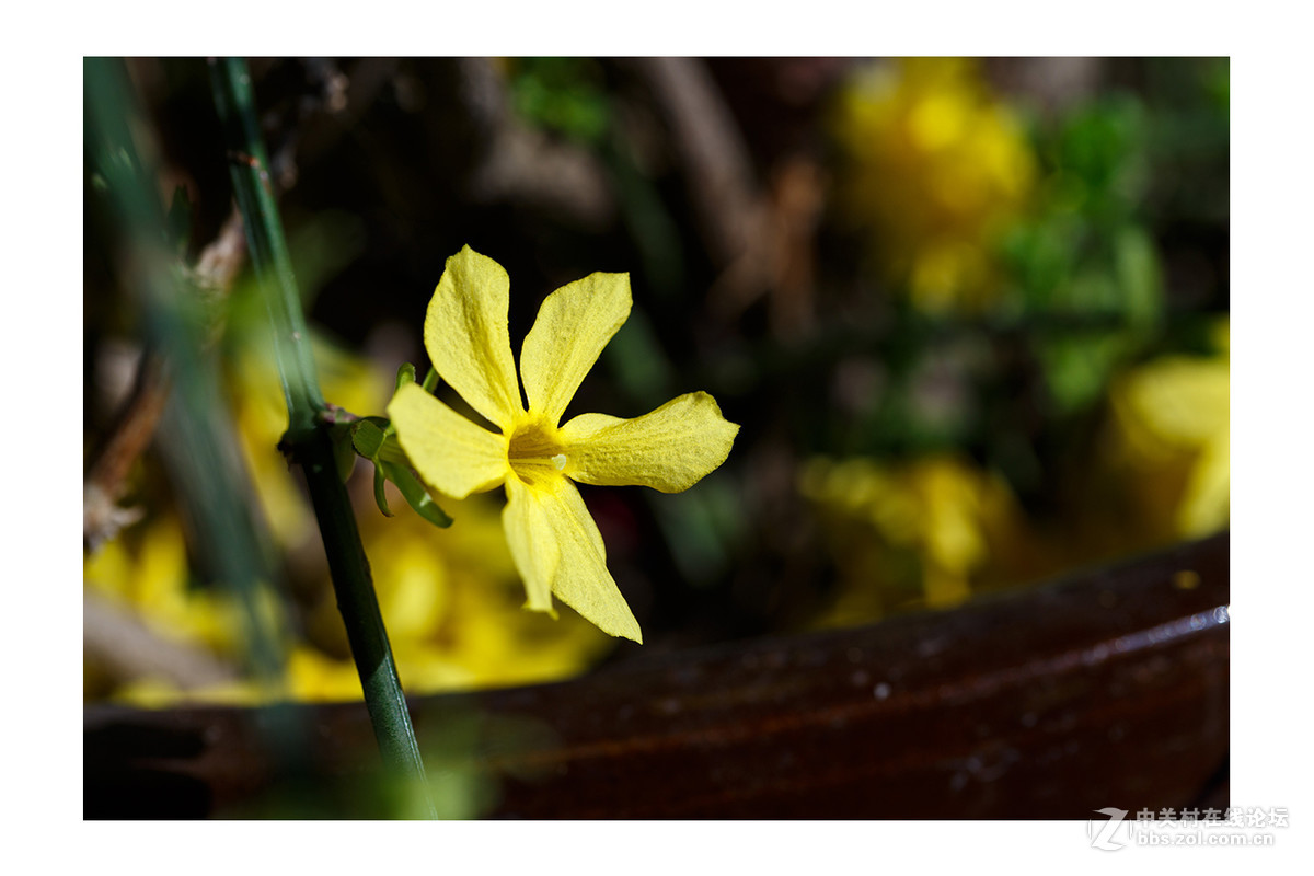儿童公园新春花展