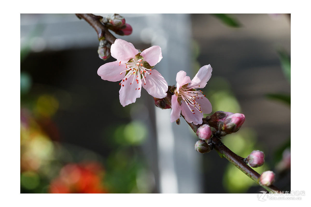 儿童公园新春花展