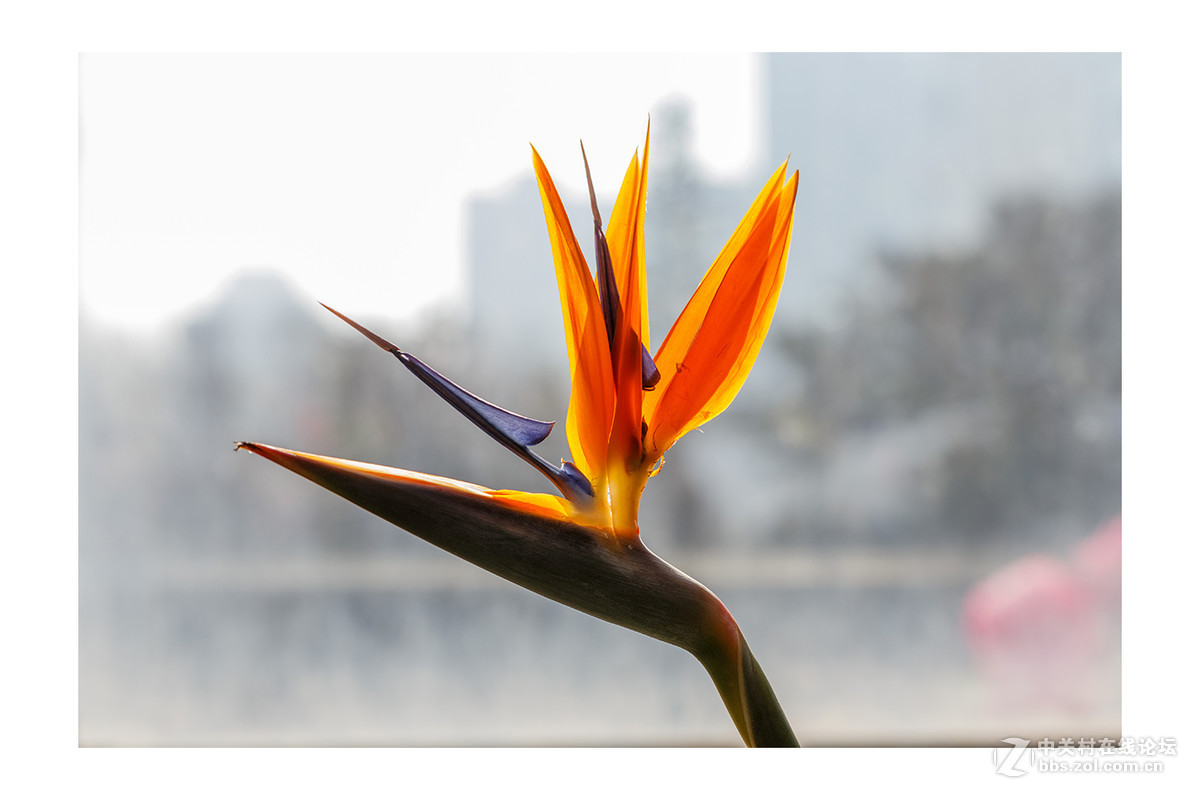 儿童公园新春花展