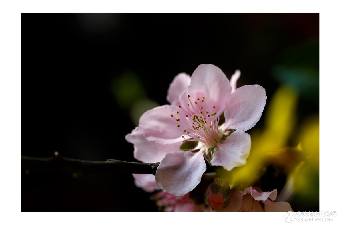 儿童公园新春花展