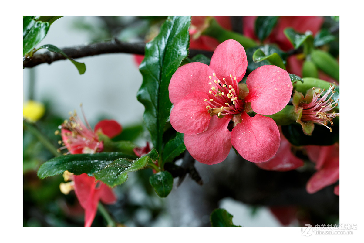 儿童公园新春花展