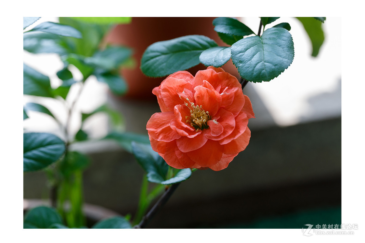 儿童公园新春花展