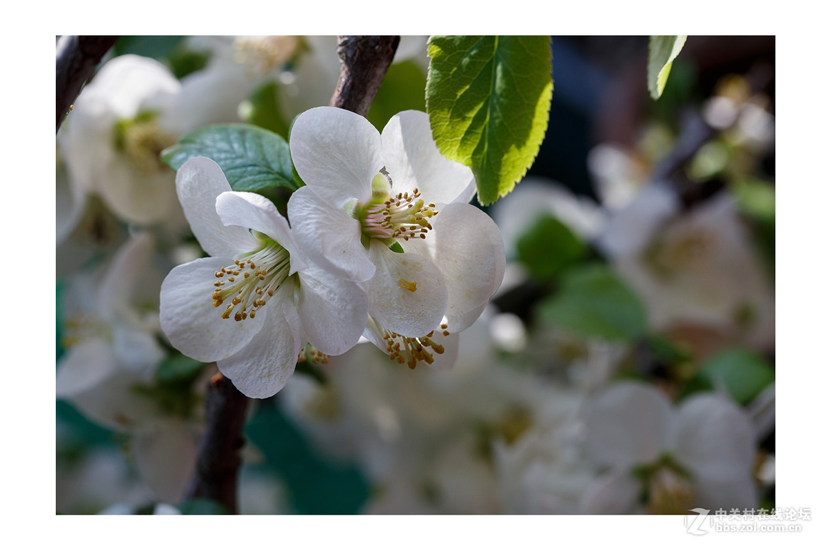 儿童公园新春花展