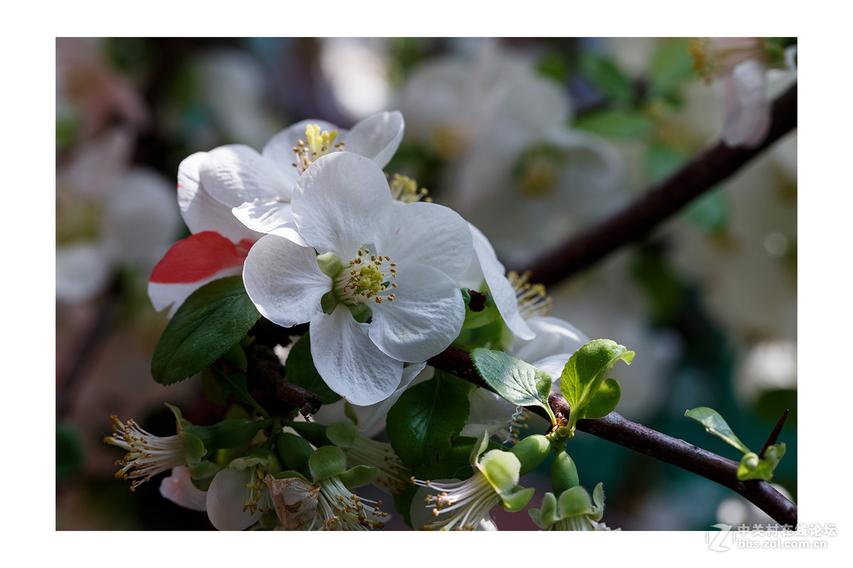 儿童公园新春花展