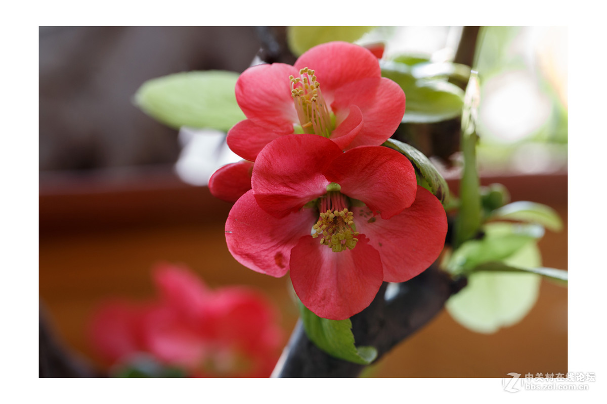 儿童公园新春花展