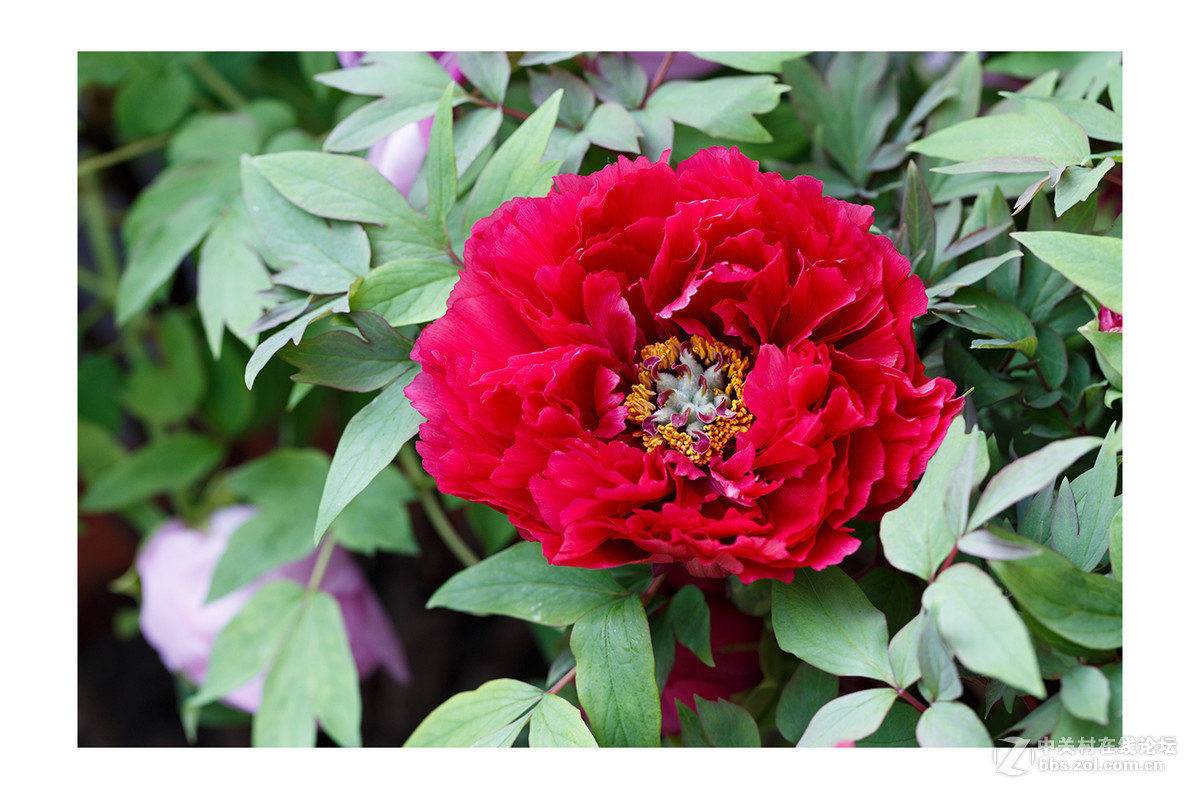 儿童公园新春花展