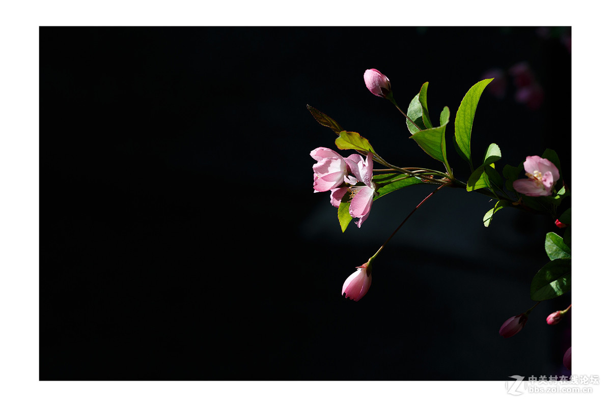 儿童公园新春花展