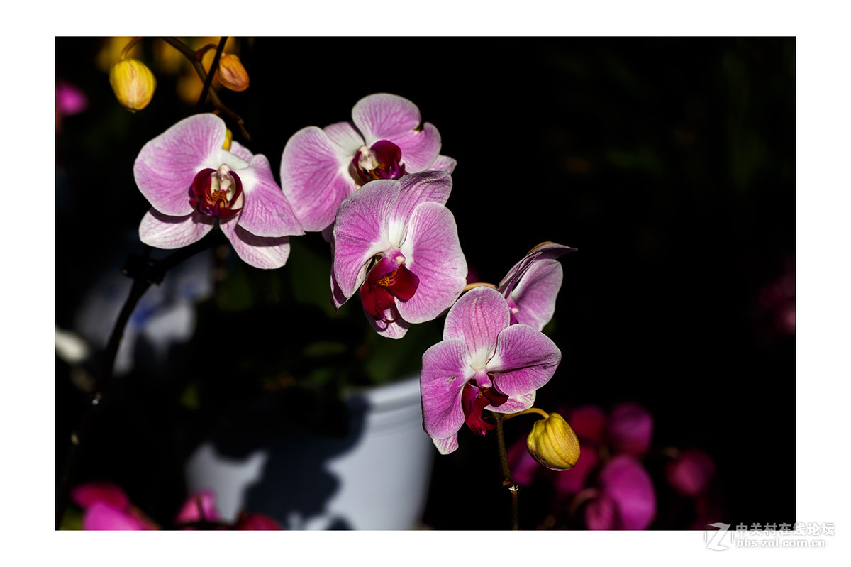 儿童公园新春花展