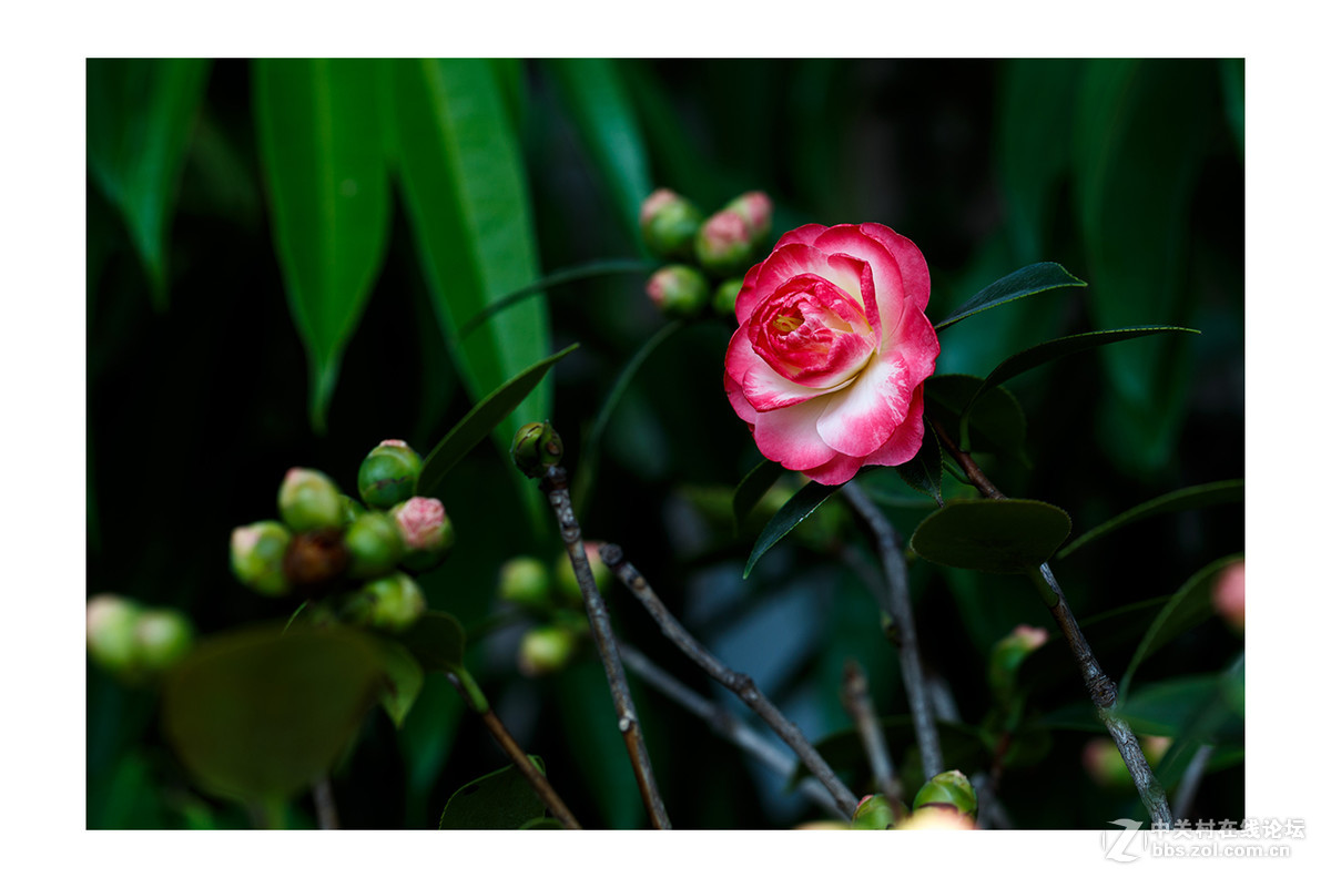 儿童公园新春花展