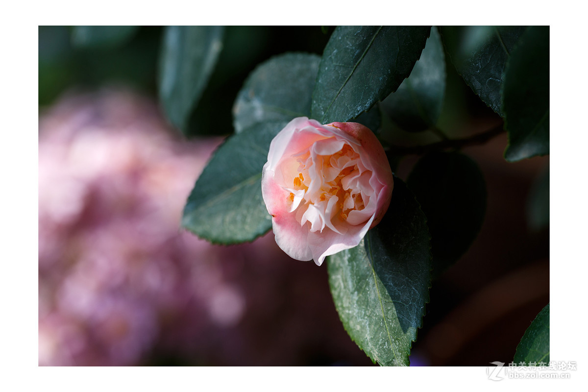 儿童公园新春花展