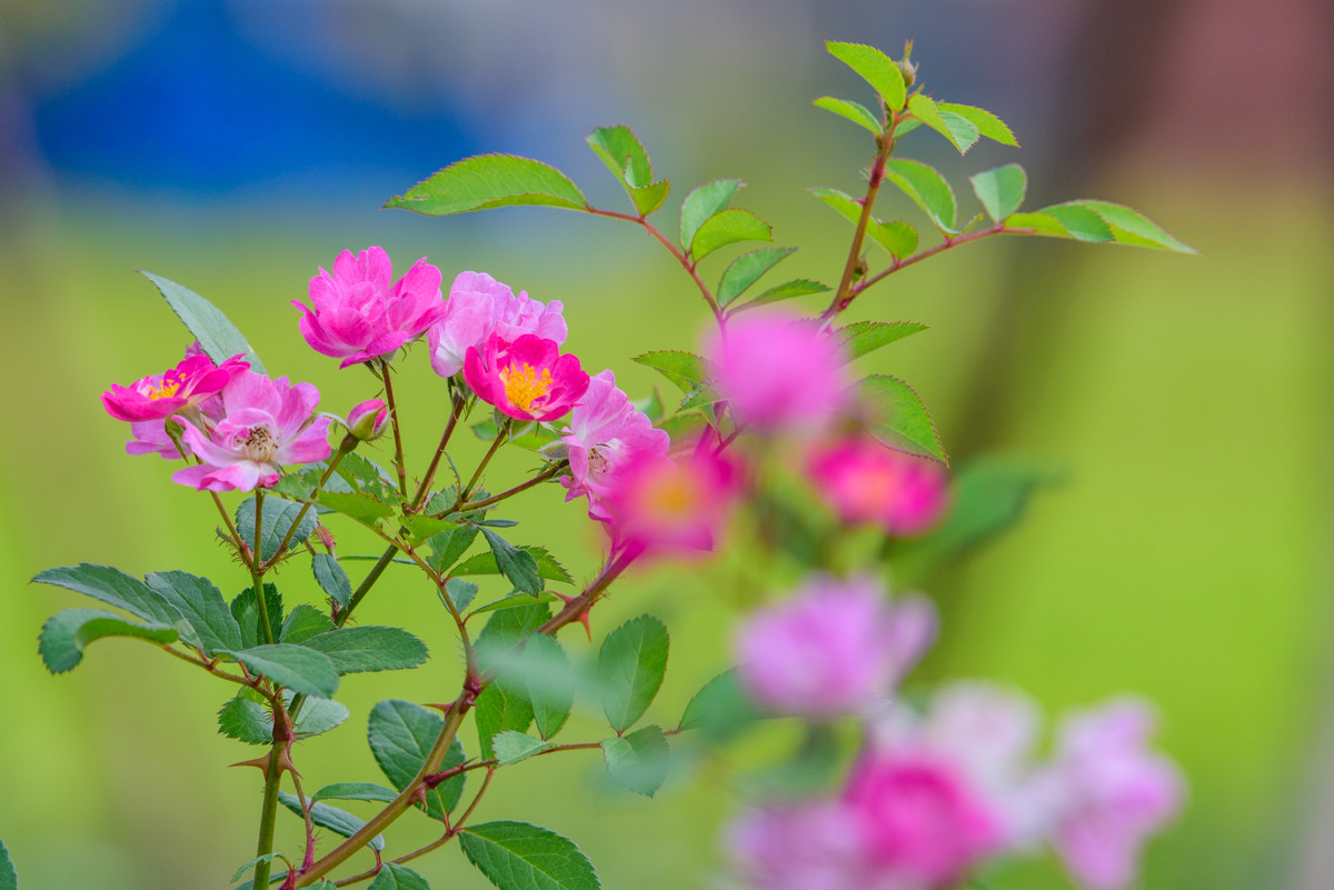 花草