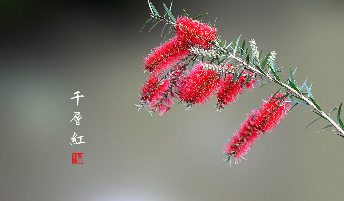 千层红-中关村在线摄影论坛