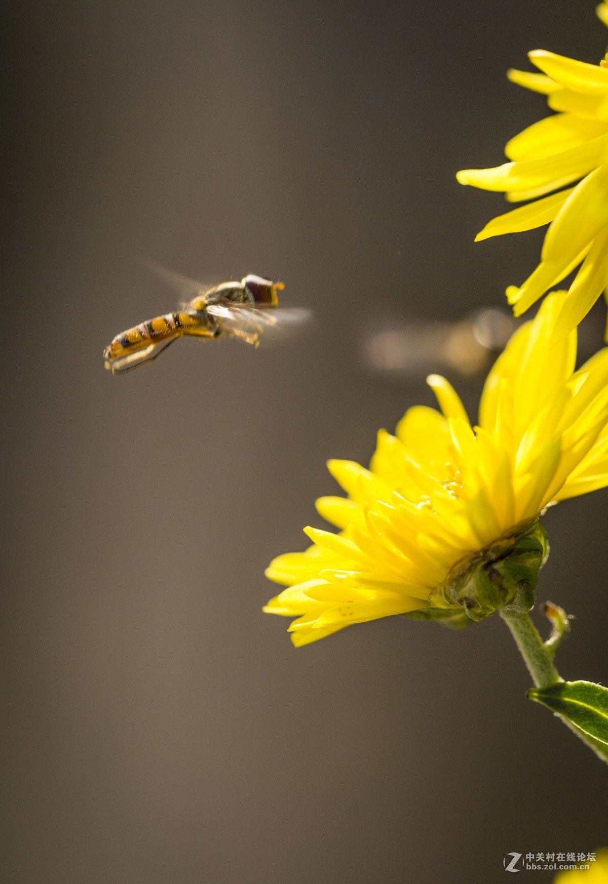 怒放的瞬间只为您－－－蜂