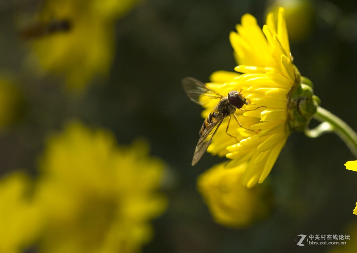 怒放的瞬间只为您－－－蜂