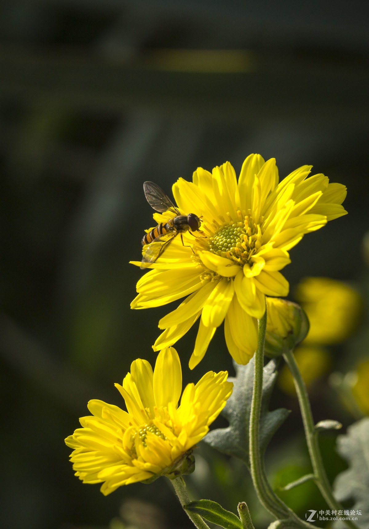 怒放的瞬间只为您－－－蜂