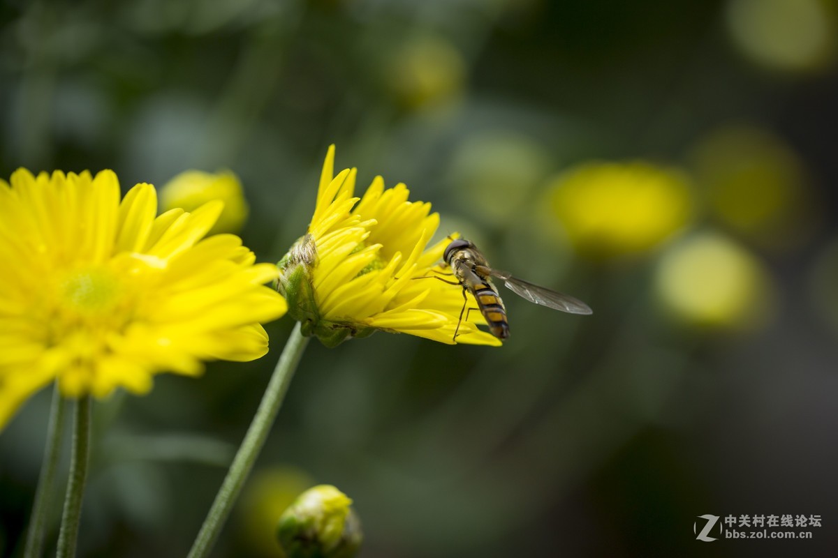 怒放的瞬间只为您－－－蜂