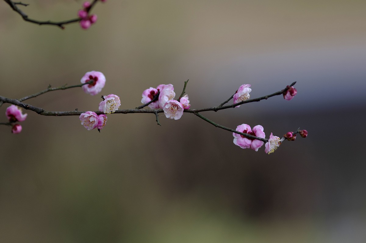 細雨梅花