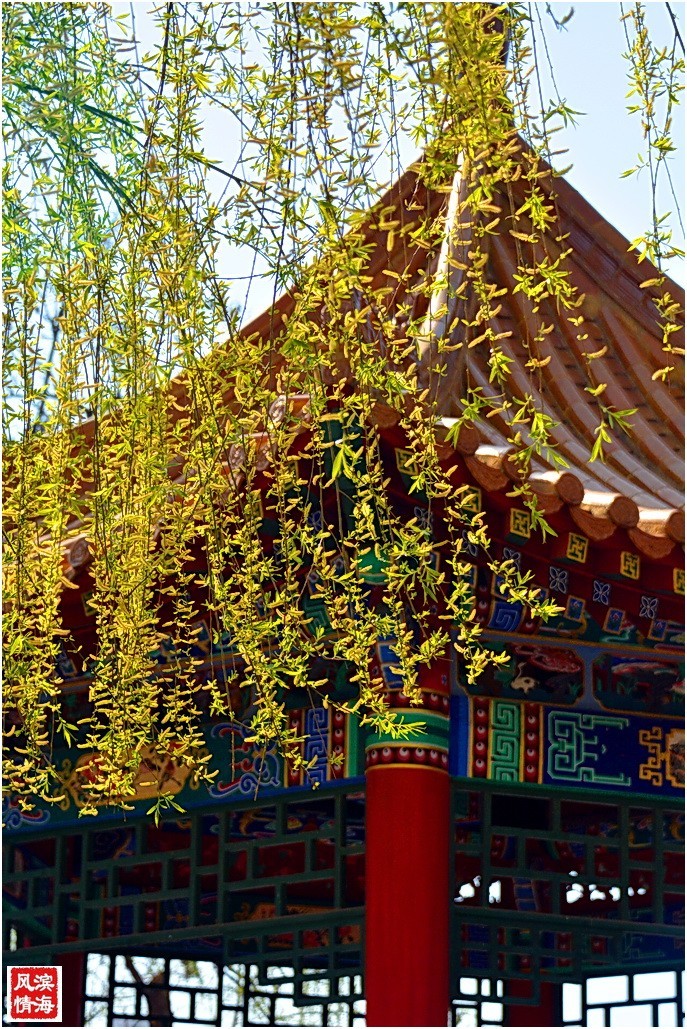 【谷雨——劳动公园的春天】