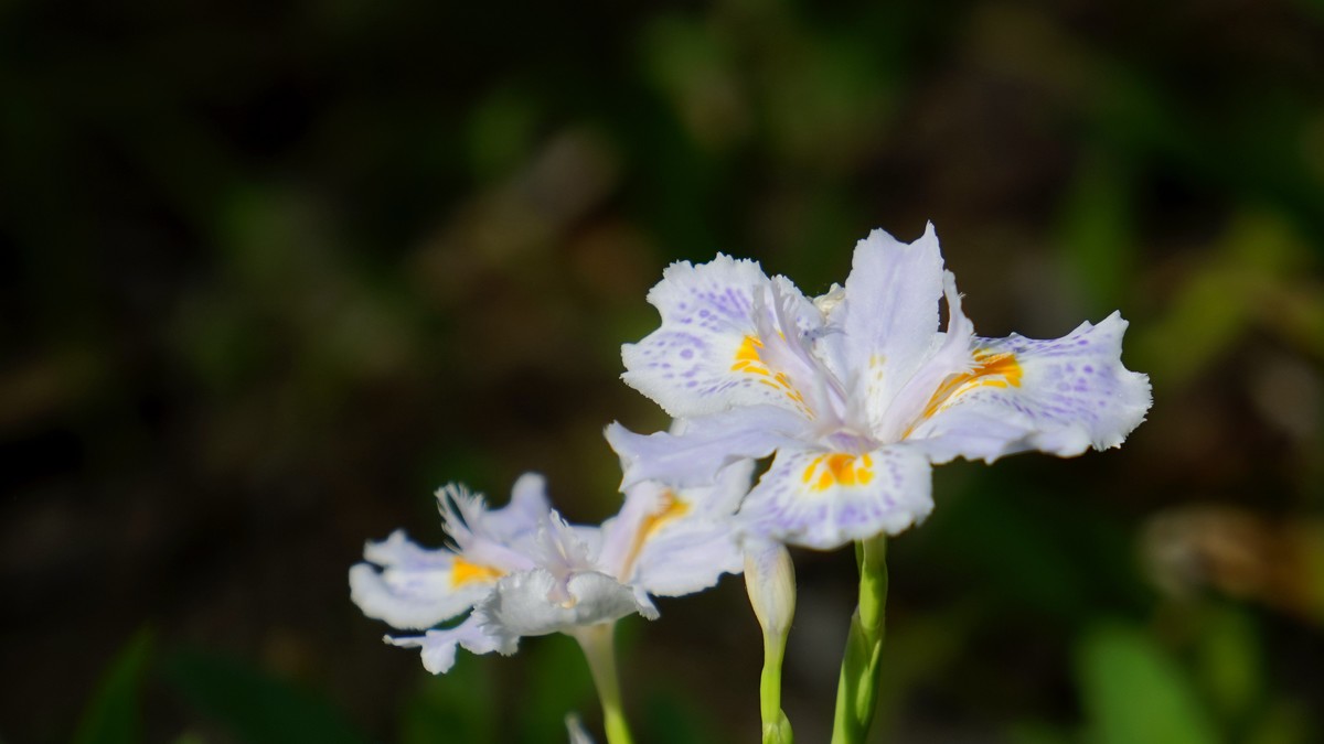 鳶尾花