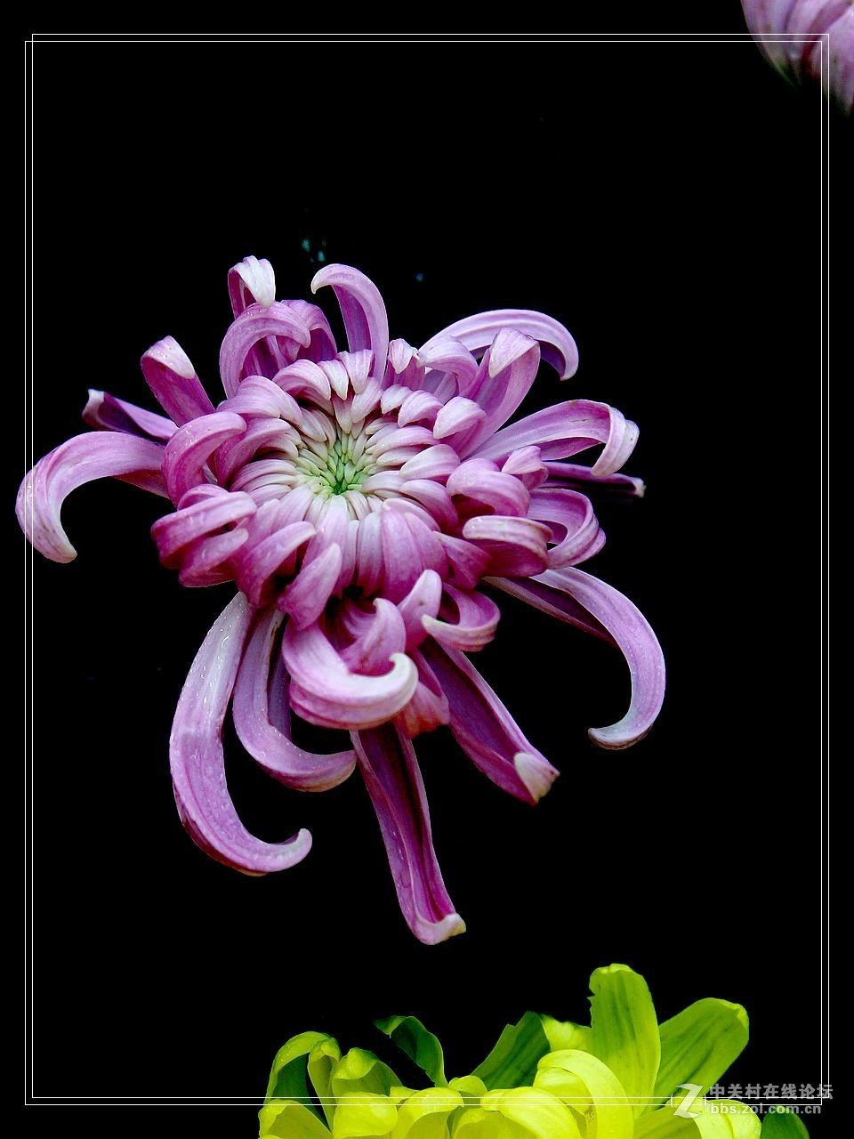 对马岛 紫菊花图片