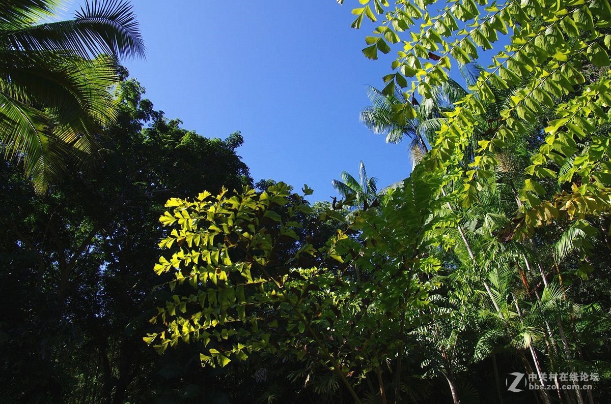 『中科院西双版纳热带植物园--续』123...15P