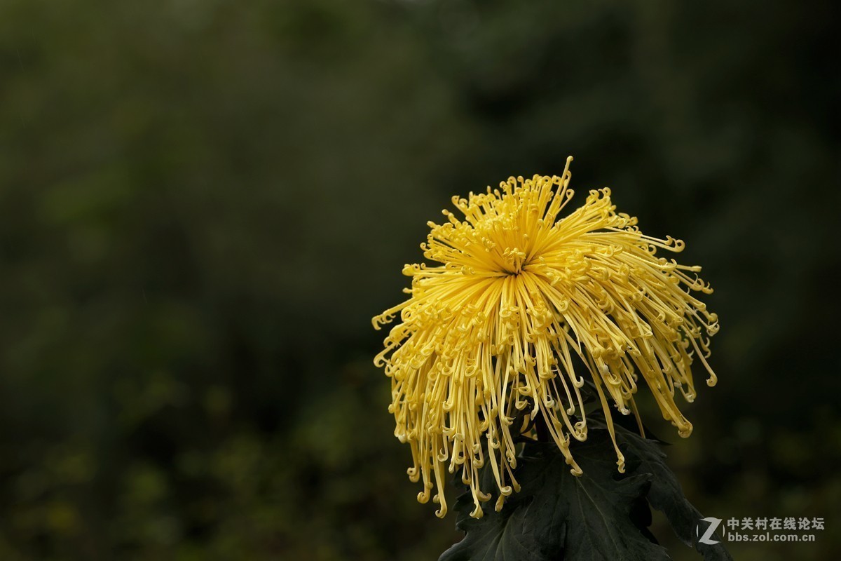 #版主坐堂# 6D版块2018年12月份精华贴汇集