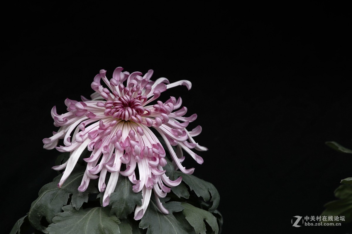 #版主坐堂# 6D版块2018年12月份精华贴汇集