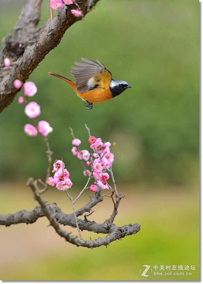 小北红闹梅枝  请假帖