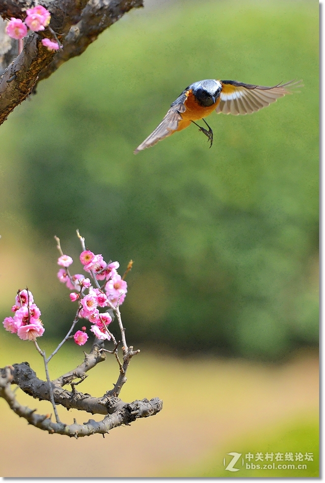 小北红闹梅枝  请假帖
