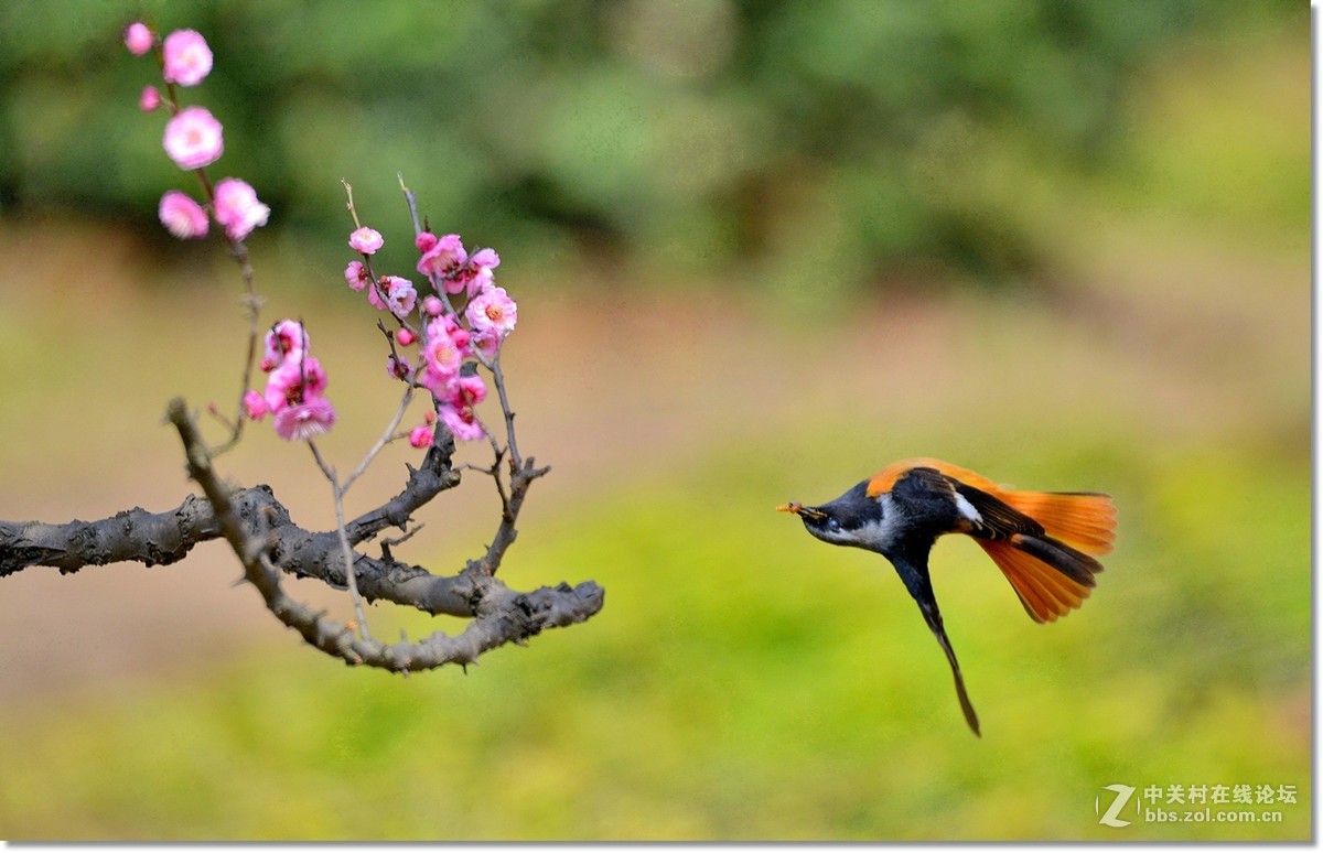 小北红闹梅枝  请假帖