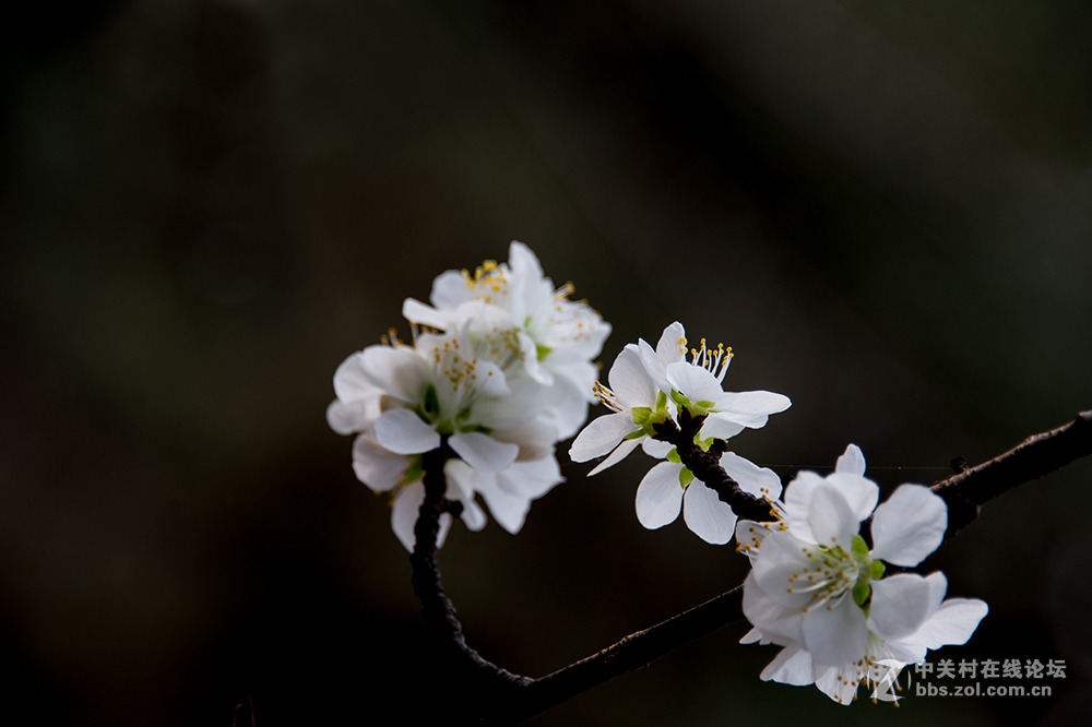阳春二月桃花香，明媚谁人不驻观。