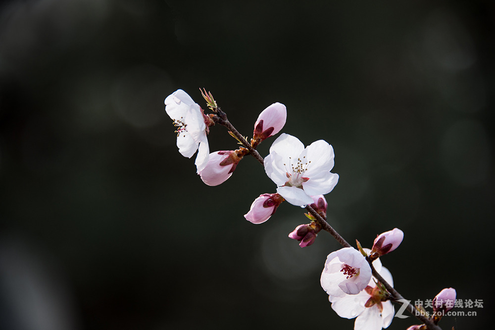 阳春二月桃花香，明媚谁人不驻观。