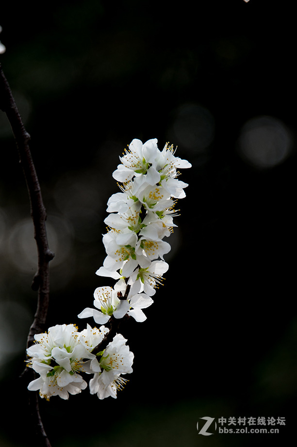 阳春二月桃花香，明媚谁人不驻观。