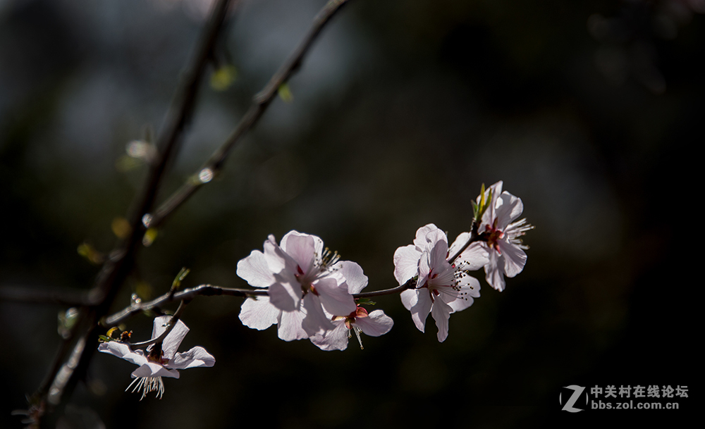 阳春二月桃花香，明媚谁人不驻观。