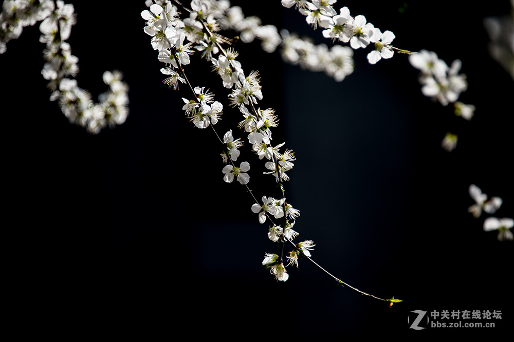 阳春二月桃花香，明媚谁人不驻观。