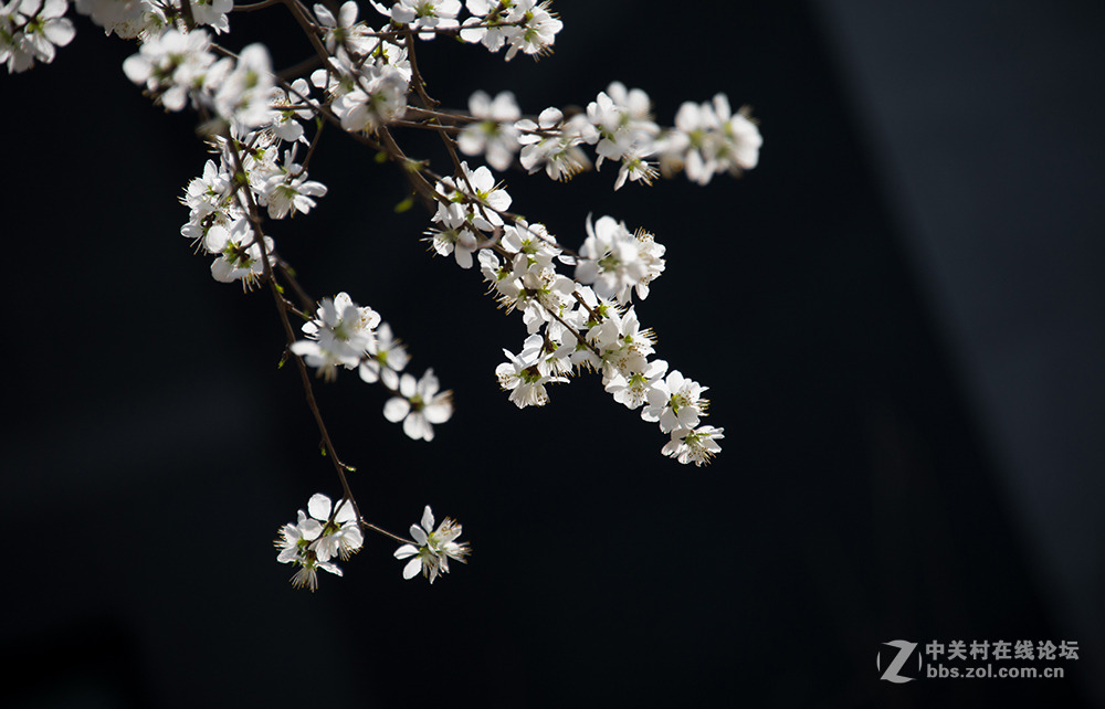 阳春二月桃花香，明媚谁人不驻观。