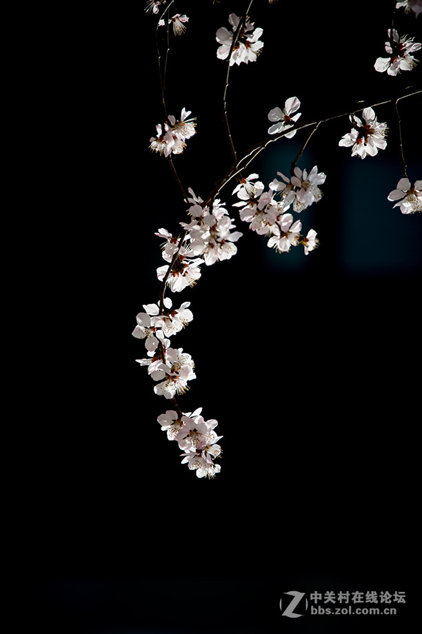 阳春二月桃花香，明媚谁人不驻观。