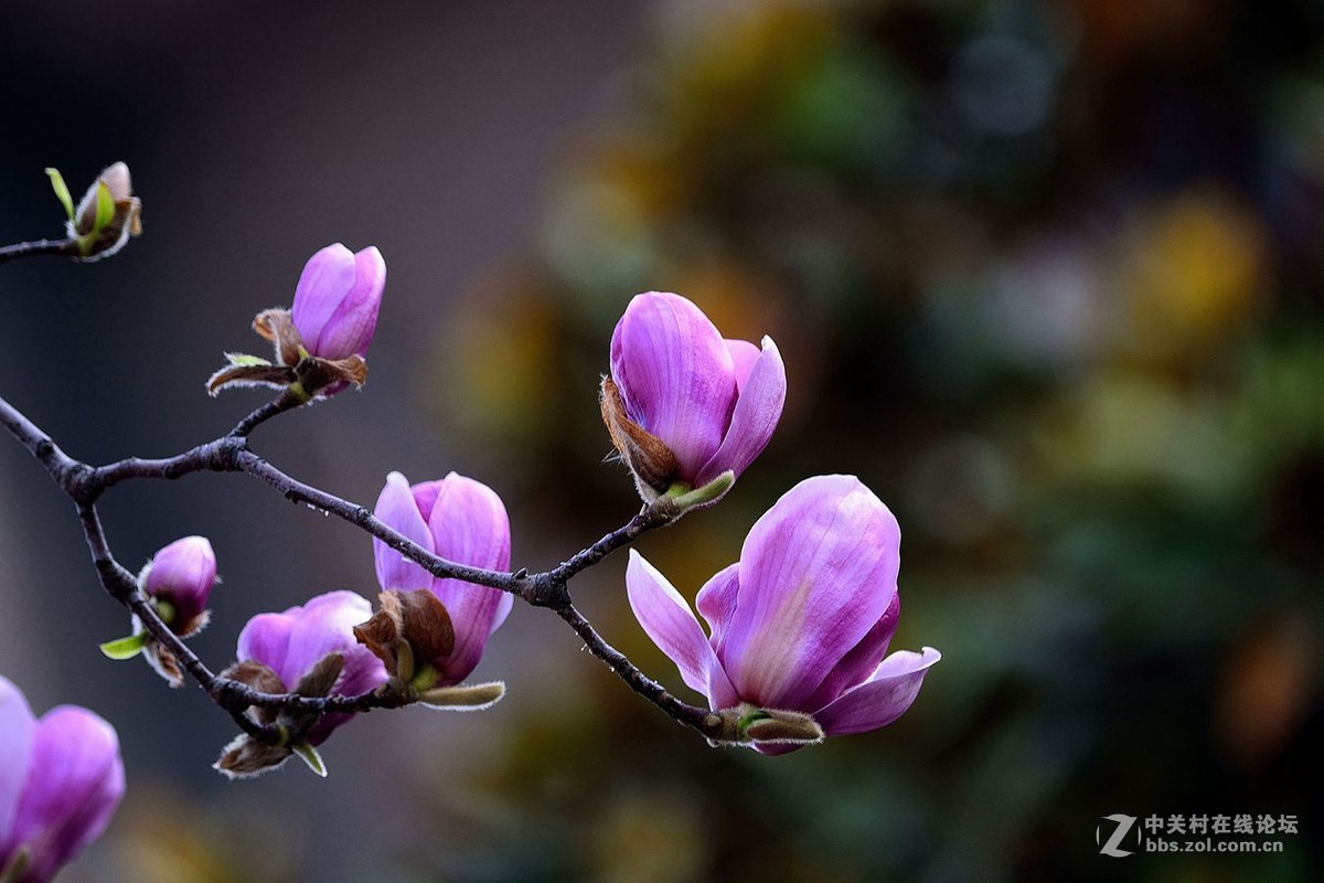 一组紫色玉兰花敬请师友点拨