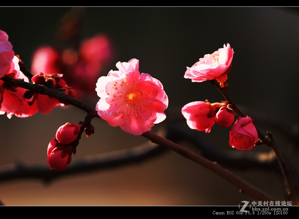 新年第一花梅花