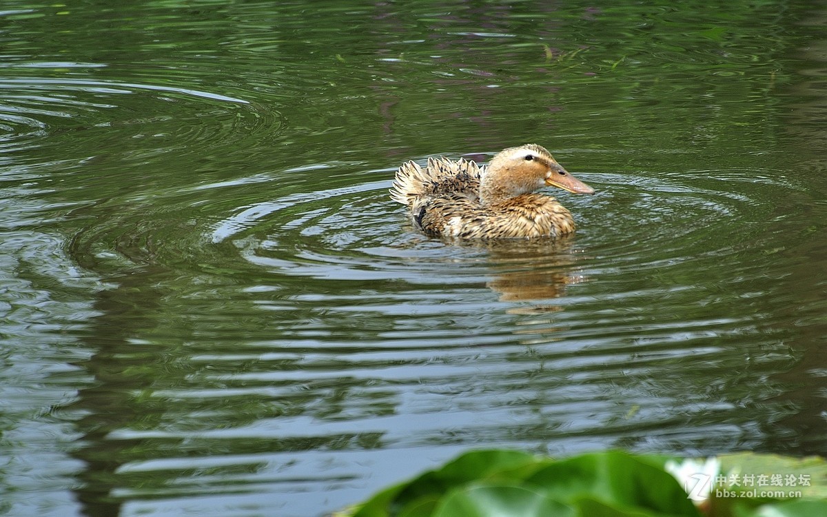 【视觉光影】荷塘鸭趣